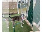 American Staffordshire Terrier Mix DOG FOR ADOPTION RGADN-1230958 - STELLA -