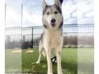 Mix DOG FOR ADOPTION RGADN-1230959 - XICA - Husky (medium coat) Dog For