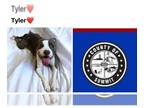 Staffordshire Bull Terrier DOG FOR ADOPTION RGADN-1230962 - TYLER -