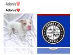 American Staffordshire Terrier DOG FOR ADOPTION RGADN-1230967 - ADONIS -