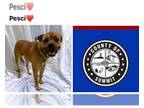 Boxer Mix DOG FOR ADOPTION RGADN-1230970 - PESCI - Boxer / Mixed (medium coat)