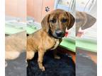 Dachshund Mix DOG FOR ADOPTION RGADN-1231021 - Cherie - Dachshund / Mixed Dog