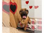 Mastiff DOG FOR ADOPTION RGADN-1231028 - EVIE - Mastiff (medium coat) Dog For