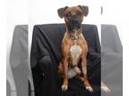 Boxer Mix DOG FOR ADOPTION RGADN-1231045 - MAXINE - Boxer / Mixed (medium coat)