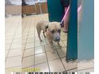 American Pit Bull Terrier Mix DOG FOR ADOPTION RGADN-1231062 - DUKE LUCKYBOI -