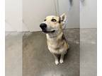 Mix DOG FOR ADOPTION RGADN-1231077 - LECTOR - Husky (medium coat) Dog For