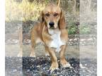 Basset Hound Mix DOG FOR ADOPTION RGADN-1231088 - 240133 Copper - Basset Hound /