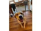 Adopt Moose aka Ennie a Great Pyrenees, Anatolian Shepherd