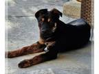 Rottweiler Mix DOG FOR ADOPTION RGADN-1231091 - Bohdi - Rottweiler / Shepherd /
