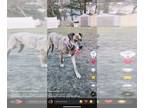 Great Dane Mix DOG FOR ADOPTION RGADN-1231094 - Dana - Great Dane / Mixed (short