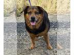 Dachshund Mix DOG FOR ADOPTION RGADN-1231096 - 240142 Griffie - Shepherd /