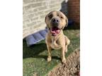 Adopt BENNY a Mastiff, Pit Bull Terrier