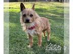 Norwich Terrier Mix DOG FOR ADOPTION RGADN-1231129 - TOTO - Norwich Terrier /