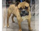 Boxer DOG FOR ADOPTION RGADN-1231151 - Nina - Boxer Dog For Adoption