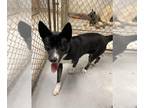 Huskies -Miniature Pinscher Mix DOG FOR ADOPTION RGADN-1231152 - Harding - Husky