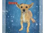 Cairn Terrier DOG FOR ADOPTION RGADN-1231156 - Daisy - Cairn Terrier (short