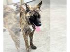 German Shepherd Dog Mix DOG FOR ADOPTION RGADN-1231160 - Stufur - German