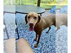 Vizsla DOG FOR ADOPTION RGADN-1231162 - Piper - Vizsla (short coat) Dog For