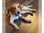 Beagle DOG FOR ADOPTION RGADN-1231165 - Courtney - Beagle (short coat) Dog For