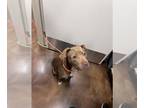American Pit Bull Terrier DOG FOR ADOPTION RGADN-1231198 - SWEET PEA - American