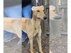 Greyhound DOG FOR ADOPTION RGADN-1231203 - Nala - Greyhound Dog For Adoption