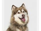 Mix DOG FOR ADOPTION RGADN-1231219 - MINNIE - Husky (medium coat) Dog For