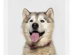 Alaskan Malamute DOG FOR ADOPTION RGADN-1231220 - MICKEY - Alaskan Malamute