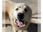 Great Pyrenees Mix DOG FOR ADOPTION RGADN-1231225 - Avalanche - Great Pyrenees /