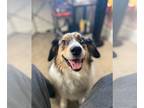 Australian Shepherd DOG FOR ADOPTION RGADN-1231228 - Myla - Australian Shepherd