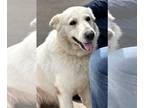 Great Pyrenees-white german shepherd Mix DOG FOR ADOPTION RGADN-1231254 - Luna -
