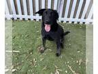 Labrador Retriever Mix DOG FOR ADOPTION RGADN-1231261 - *PRINCESS BUBBLEGUM -