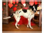 Pointer Mix DOG FOR ADOPTION RGADN-1231271 - CHARLOTTE - Pointer / Mixed (medium