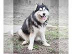 Huskies Mix DOG FOR ADOPTION RGADN-1231276 - WOOFY - Husky / Mixed (medium coat)