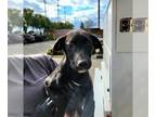 Shepradors DOG FOR ADOPTION RGADN-1231291 - JASMINE - Labrador Retriever /