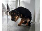 Shepradors DOG FOR ADOPTION RGADN-1231297 - HAWTHORNE - Labrador Retriever /