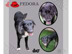 Border-Aussie DOG FOR ADOPTION RGADN-1231310 - Fedora - Border Collie /