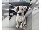 American Pit Bull Terrier-Dalmatian Mix DOG FOR ADOPTION RGADN-1231316 - Lincoln