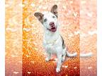 Siberian Husky Mix DOG FOR ADOPTION RGADN-1231331 - LATTE - Siberian Husky /