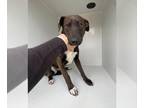 American Pit Bull Terrier-Whippet Mix DOG FOR ADOPTION RGADN-1231335 - TESS -