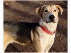 Labrador Retriever Mix DOG FOR ADOPTION RGADN-1231344 - Wiley - Shepherd /