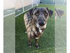 Labrador Retriever Mix DOG FOR ADOPTION RGADN-1231348 - ASH - Labrador Retriever