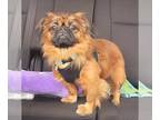 Tibetan Spaniel DOG FOR ADOPTION RGADN-1231360 - Travis - Tibetan Spaniel Dog