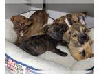 Jack Chi DOG FOR ADOPTION RGADN-1231362 - twix - Jack Russell Terrier /