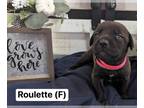 Great Dane Mix DOG FOR ADOPTION RGADN-1231377 - JP “Roulette” - Great Dane /