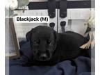 Great Dane DOG FOR ADOPTION RGADN-1231378 - JP “Blackjack” - Great Dane /