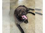 Labradoodle DOG FOR ADOPTION RGADN-1231397 - Max - Poodle (Standard) / Labrador