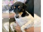 Jack Russell Terrier DOG FOR ADOPTION RGADN-1231399 - Jax Jelly Bean 57789 -