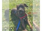 Plott Hound Mix DOG FOR ADOPTION RGADN-1231400 - XP Skylar - Somerville