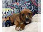 Boxer DOG FOR ADOPTION RGADN-1231401 - Hemingway - Boxer Dog For Adoption