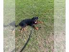 Rottweiler DOG FOR ADOPTION RGADN-1231404 - Z Remy Martin - Rottweiler (short